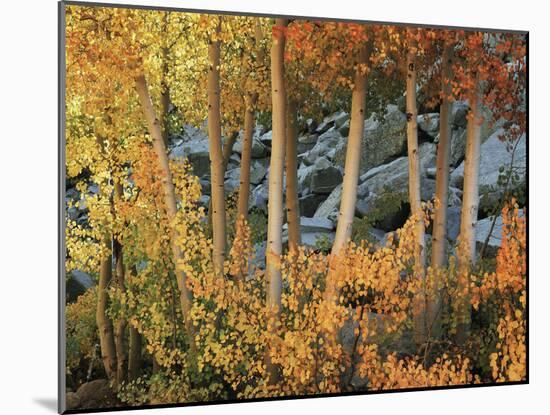 California, Sierra Nevada, Autumn Colors of Aspen Trees in Inyo NF-Christopher Talbot Frank-Mounted Photographic Print