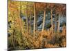 California, Sierra Nevada, Autumn Colors of Aspen Trees in Inyo NF-Christopher Talbot Frank-Mounted Photographic Print