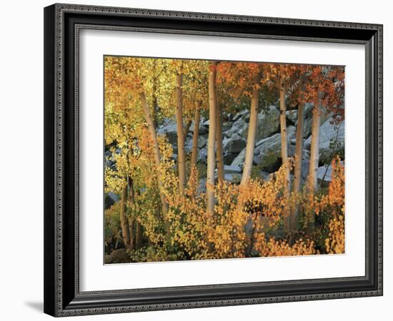 California, Sierra Nevada, Autumn Colors of Aspen Trees in Inyo NF-Christopher Talbot Frank-Framed Photographic Print