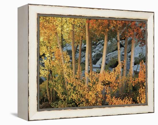 California, Sierra Nevada, Autumn Colors of Aspen Trees in Inyo NF-Christopher Talbot Frank-Framed Premier Image Canvas