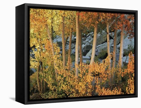 California, Sierra Nevada, Autumn Colors of Aspen Trees in Inyo NF-Christopher Talbot Frank-Framed Premier Image Canvas