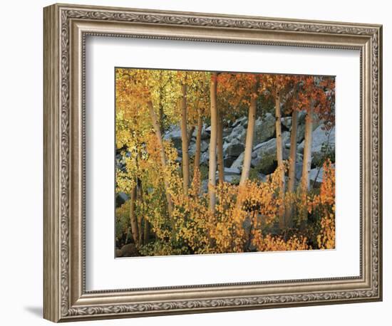 California, Sierra Nevada, Autumn Colors of Aspen Trees in Inyo NF-Christopher Talbot Frank-Framed Photographic Print