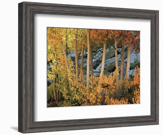 California, Sierra Nevada, Autumn Colors of Aspen Trees in Inyo NF-Christopher Talbot Frank-Framed Photographic Print