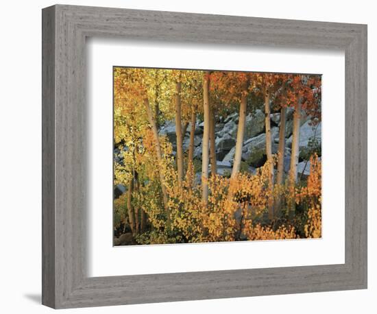 California, Sierra Nevada, Autumn Colors of Aspen Trees in Inyo NF-Christopher Talbot Frank-Framed Photographic Print