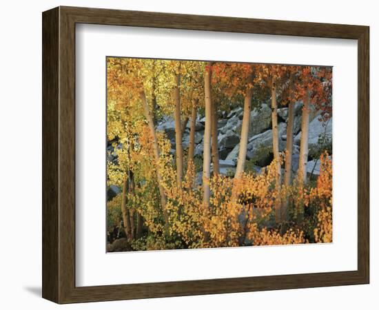 California, Sierra Nevada, Autumn Colors of Aspen Trees in Inyo NF-Christopher Talbot Frank-Framed Photographic Print