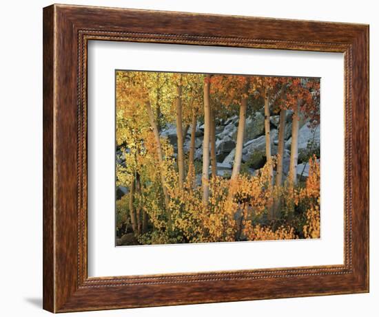 California, Sierra Nevada, Autumn Colors of Aspen Trees in Inyo NF-Christopher Talbot Frank-Framed Photographic Print