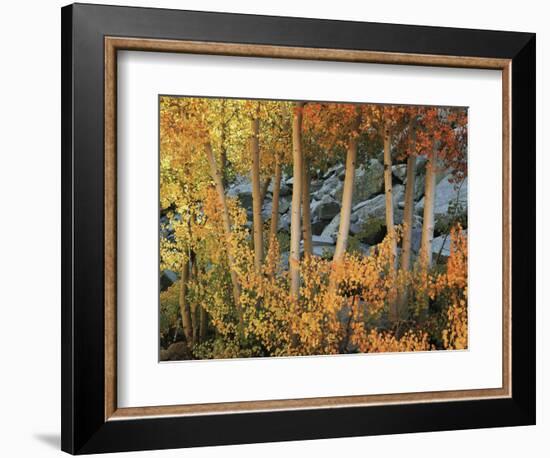 California, Sierra Nevada, Autumn Colors of Aspen Trees in Inyo NF-Christopher Talbot Frank-Framed Photographic Print