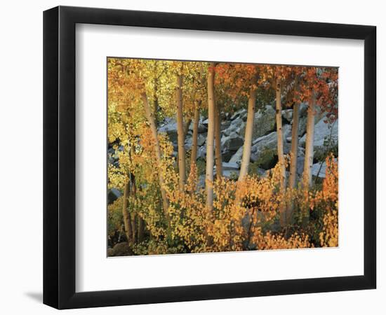 California, Sierra Nevada, Autumn Colors of Aspen Trees in Inyo NF-Christopher Talbot Frank-Framed Photographic Print