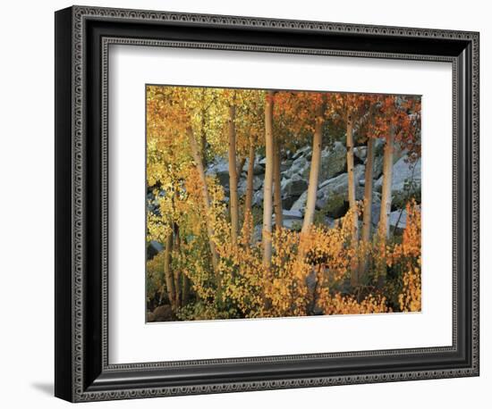 California, Sierra Nevada, Autumn Colors of Aspen Trees in Inyo NF-Christopher Talbot Frank-Framed Photographic Print