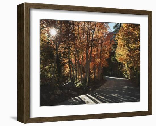 California, Sierra Nevada, Autumn Colors of Aspen Trees in Inyo NF-Christopher Talbot Frank-Framed Photographic Print