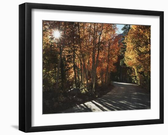 California, Sierra Nevada, Autumn Colors of Aspen Trees in Inyo NF-Christopher Talbot Frank-Framed Photographic Print