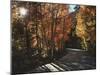 California, Sierra Nevada, Autumn Colors of Aspen Trees in Inyo NF-Christopher Talbot Frank-Mounted Photographic Print