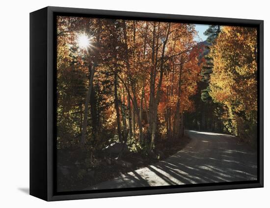 California, Sierra Nevada, Autumn Colors of Aspen Trees in Inyo NF-Christopher Talbot Frank-Framed Premier Image Canvas