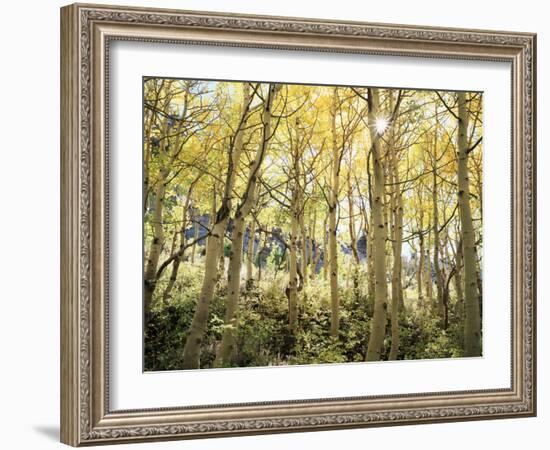 California, Sierra Nevada, Autumn Colors of Aspen Trees in the Forest-Christopher Talbot Frank-Framed Photographic Print