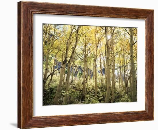 California, Sierra Nevada, Autumn Colors of Aspen Trees in the Forest-Christopher Talbot Frank-Framed Photographic Print