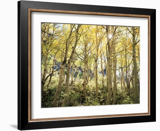 California, Sierra Nevada, Autumn Colors of Aspen Trees in the Forest-Christopher Talbot Frank-Framed Photographic Print