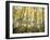 California, Sierra Nevada, Autumn Colors of Aspen Trees in the Forest-Christopher Talbot Frank-Framed Photographic Print