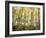 California, Sierra Nevada, Autumn Colors of Aspen Trees in the Forest-Christopher Talbot Frank-Framed Photographic Print