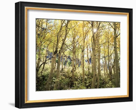 California, Sierra Nevada, Autumn Colors of Aspen Trees in the Forest-Christopher Talbot Frank-Framed Photographic Print