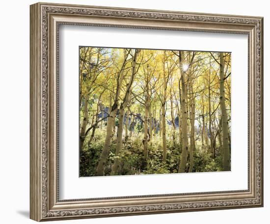 California, Sierra Nevada, Autumn Colors of Aspen Trees in the Forest-Christopher Talbot Frank-Framed Photographic Print