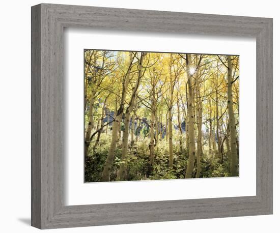 California, Sierra Nevada, Autumn Colors of Aspen Trees in the Forest-Christopher Talbot Frank-Framed Photographic Print