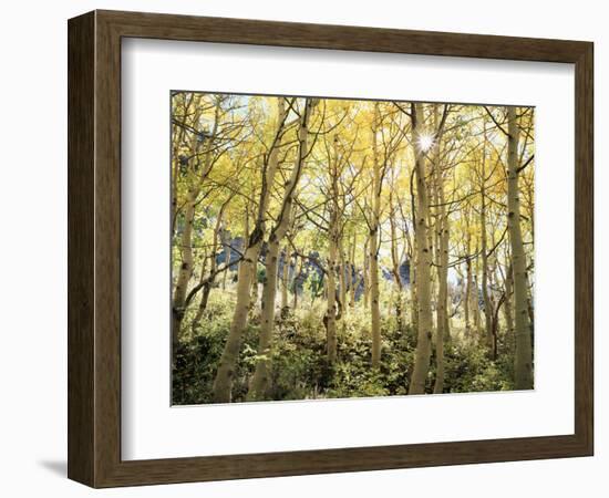 California, Sierra Nevada, Autumn Colors of Aspen Trees in the Forest-Christopher Talbot Frank-Framed Photographic Print