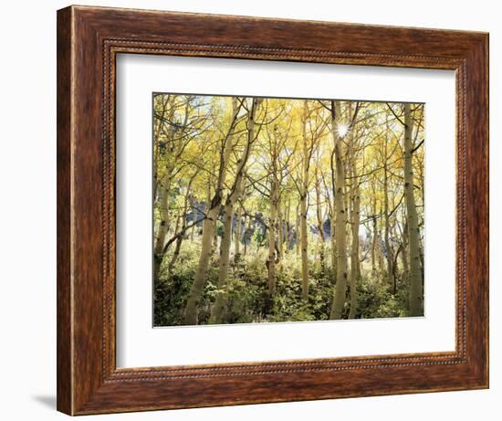 California, Sierra Nevada, Autumn Colors of Aspen Trees in the Forest-Christopher Talbot Frank-Framed Photographic Print