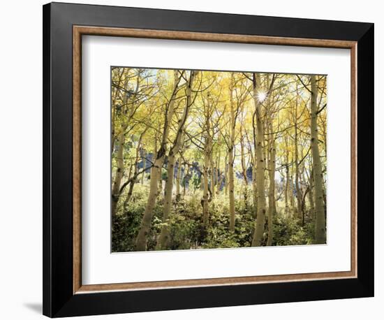 California, Sierra Nevada, Autumn Colors of Aspen Trees in the Forest-Christopher Talbot Frank-Framed Photographic Print