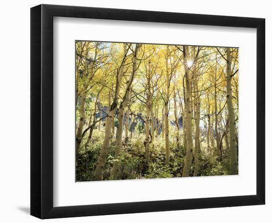 California, Sierra Nevada, Autumn Colors of Aspen Trees in the Forest-Christopher Talbot Frank-Framed Photographic Print