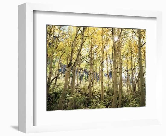 California, Sierra Nevada, Autumn Colors of Aspen Trees in the Forest-Christopher Talbot Frank-Framed Photographic Print