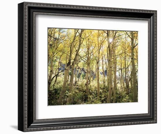 California, Sierra Nevada, Autumn Colors of Aspen Trees in the Forest-Christopher Talbot Frank-Framed Photographic Print