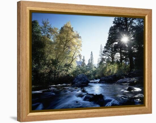 California, Sierra Nevada, Fall Color Trees on a Creek-Christopher Talbot Frank-Framed Premier Image Canvas