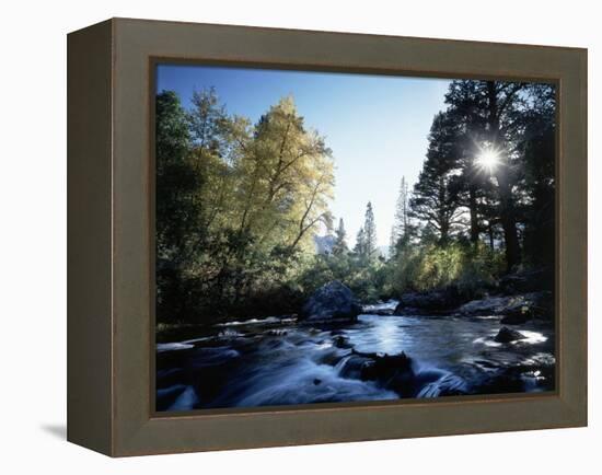 California, Sierra Nevada, Fall Color Trees on a Creek-Christopher Talbot Frank-Framed Premier Image Canvas