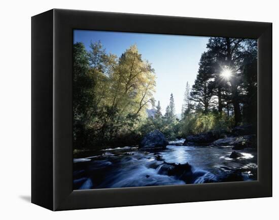 California, Sierra Nevada, Fall Color Trees on a Creek-Christopher Talbot Frank-Framed Premier Image Canvas