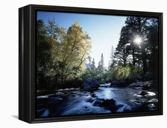 California, Sierra Nevada, Fall Color Trees on a Creek-Christopher Talbot Frank-Framed Premier Image Canvas