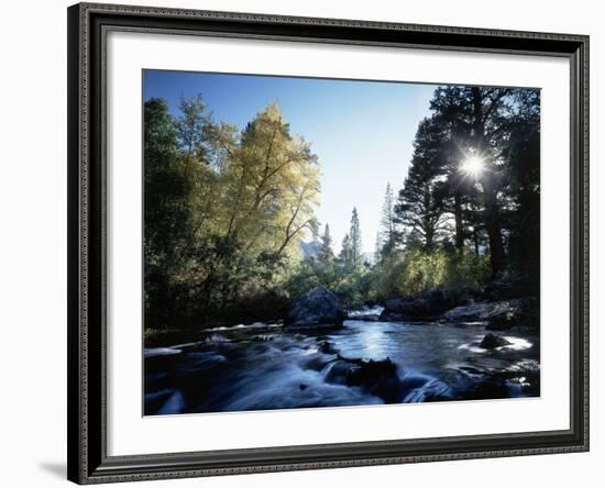 California, Sierra Nevada, Fall Color Trees on a Creek-Christopher Talbot Frank-Framed Photographic Print