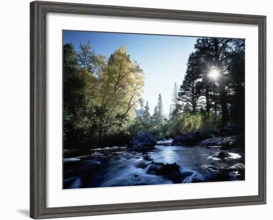 California, Sierra Nevada, Fall Color Trees on a Creek-Christopher Talbot Frank-Framed Photographic Print