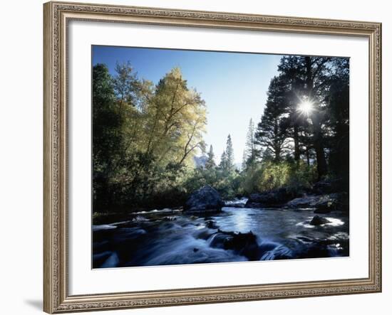 California, Sierra Nevada, Fall Color Trees on a Creek-Christopher Talbot Frank-Framed Photographic Print