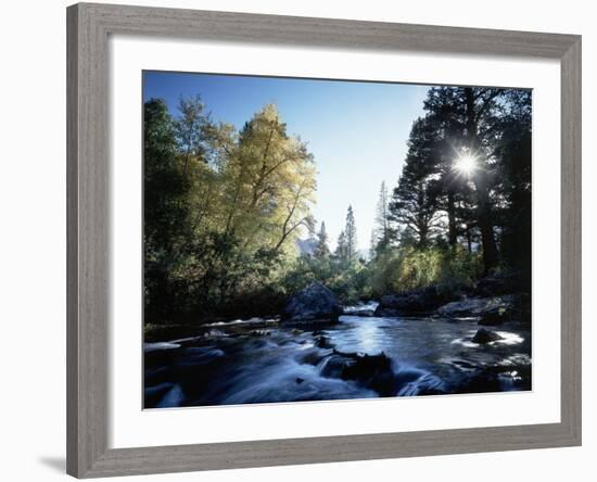 California, Sierra Nevada, Fall Color Trees on a Creek-Christopher Talbot Frank-Framed Photographic Print