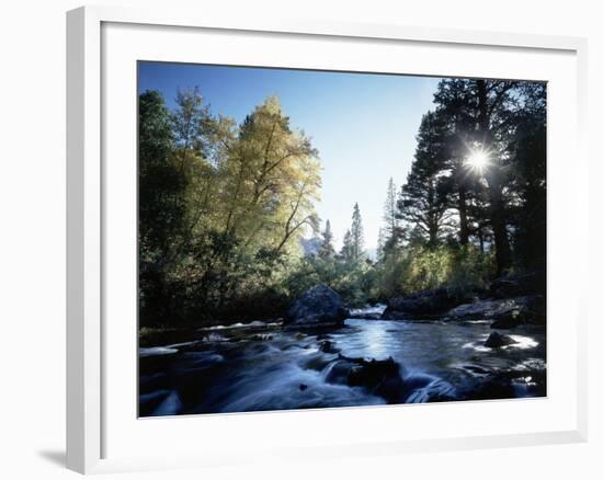 California, Sierra Nevada, Fall Color Trees on a Creek-Christopher Talbot Frank-Framed Photographic Print