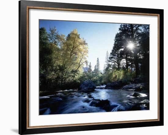 California, Sierra Nevada, Fall Color Trees on a Creek-Christopher Talbot Frank-Framed Photographic Print