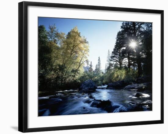 California, Sierra Nevada, Fall Color Trees on a Creek-Christopher Talbot Frank-Framed Photographic Print