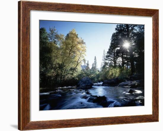 California, Sierra Nevada, Fall Color Trees on a Creek-Christopher Talbot Frank-Framed Photographic Print