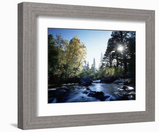 California, Sierra Nevada, Fall Color Trees on a Creek-Christopher Talbot Frank-Framed Photographic Print