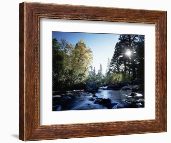 California, Sierra Nevada, Fall Color Trees on a Creek-Christopher Talbot Frank-Framed Photographic Print