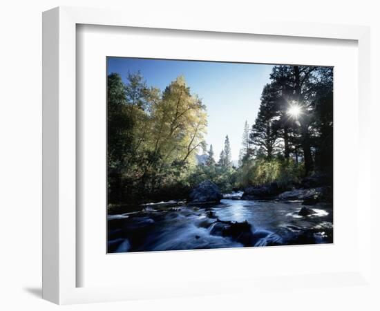 California, Sierra Nevada, Fall Color Trees on a Creek-Christopher Talbot Frank-Framed Photographic Print