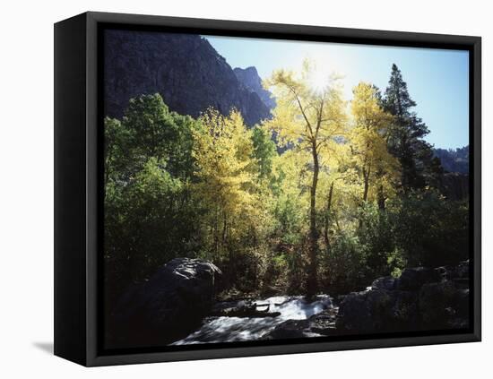 California, Sierra Nevada, Fall Colors of Cottonwood Trees on a Creek-Christopher Talbot Frank-Framed Premier Image Canvas