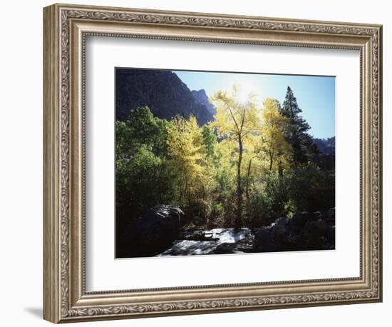 California, Sierra Nevada, Fall Colors of Cottonwood Trees on a Creek-Christopher Talbot Frank-Framed Photographic Print