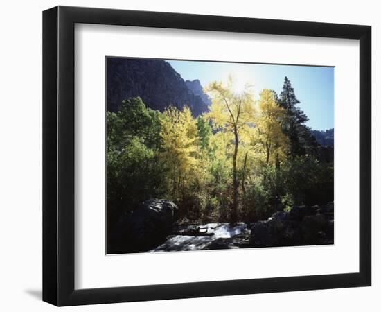 California, Sierra Nevada, Fall Colors of Cottonwood Trees on a Creek-Christopher Talbot Frank-Framed Photographic Print