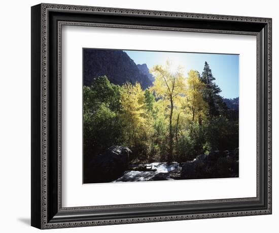 California, Sierra Nevada, Fall Colors of Cottonwood Trees on a Creek-Christopher Talbot Frank-Framed Photographic Print